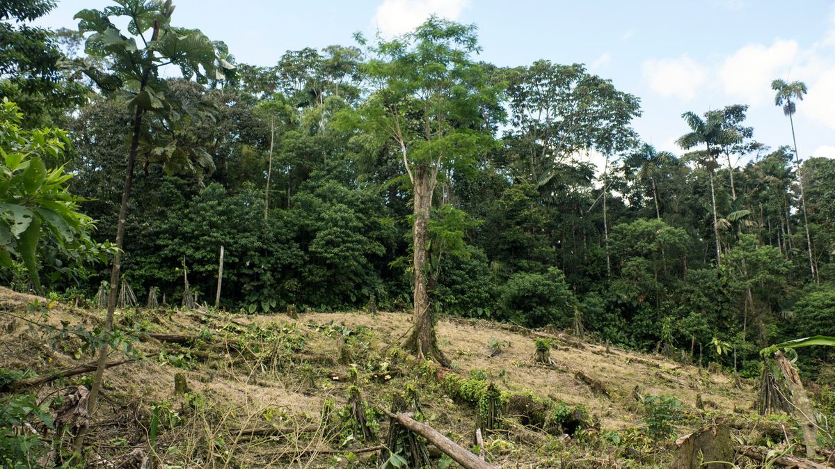 Latinskoamerické státy se dohodly na alianci proti odlesňování amazonského pralesa